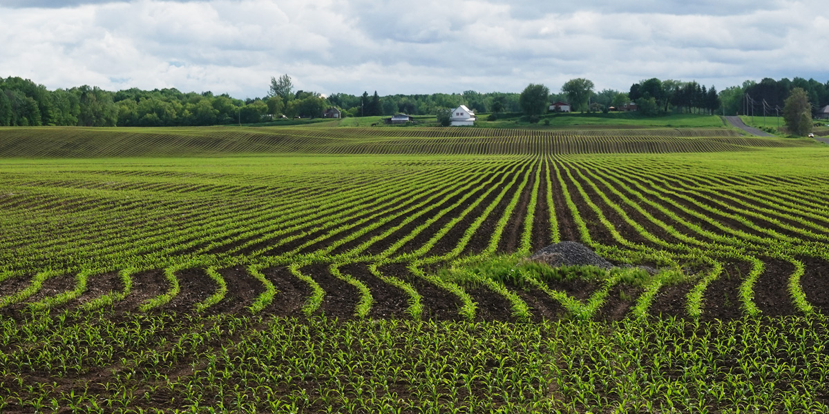 Planted rows in a field