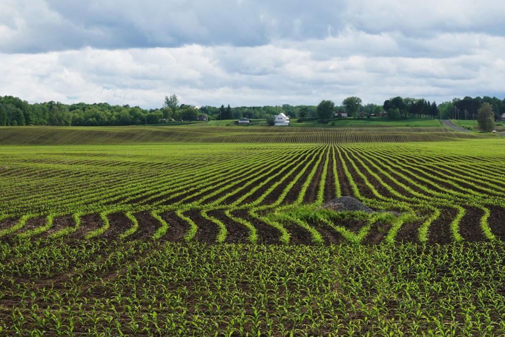 Planted rows in a field