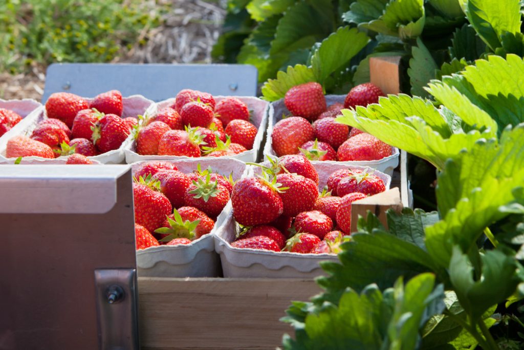 Fresh strawberries