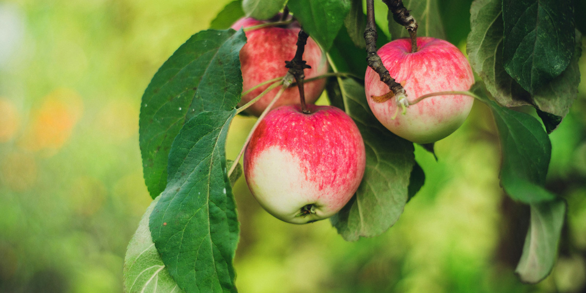 Apple tree