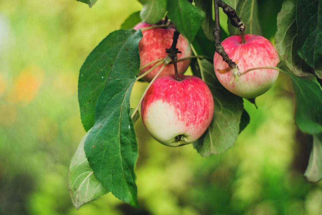 Apple tree