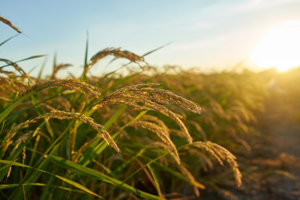 Wheat
