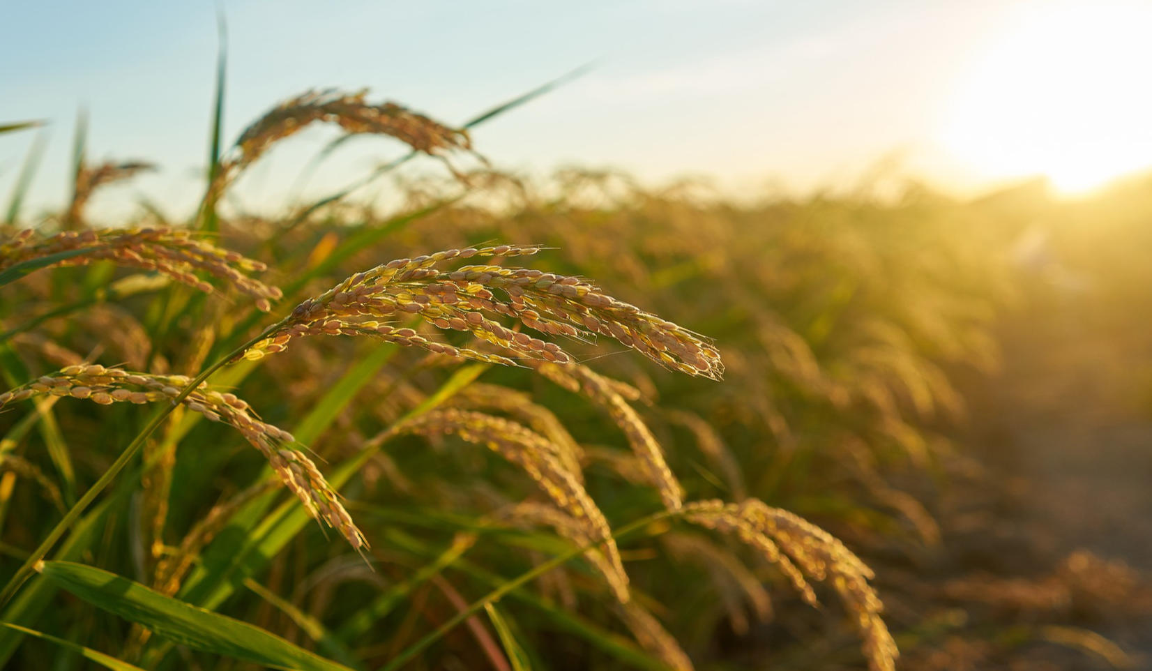Wheat